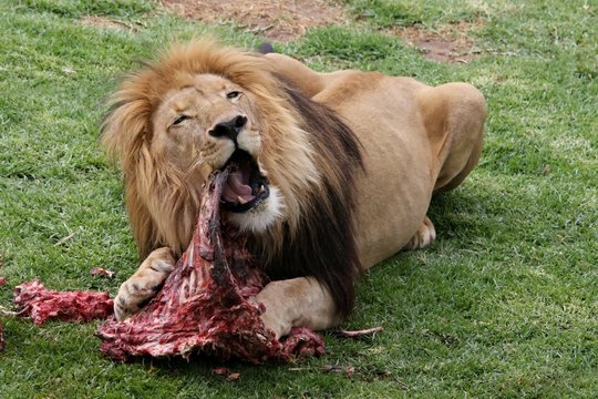 Big male lion eating an animal carcass