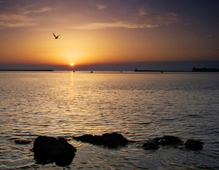 sea sunset with a seagull