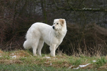 montagne des pyr&eacute;n&eacute;es patou