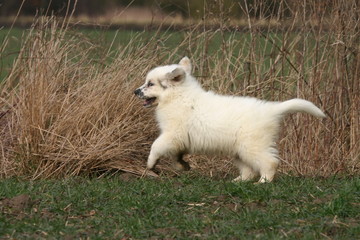 montagne des pyrénées chiot patou courant dehors