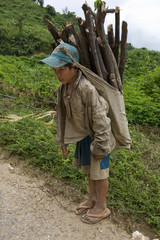 Kind transportiert Brennholz, Laos