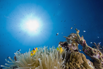 Fototapeta na wymiar Red sea anemonefish (Amphipiron bicinctus) and bubble anemone