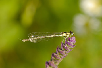 dragonfly sits on  flower on  background of  green herb