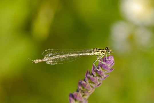 dragonfly sits on  flower on  background of  green herb