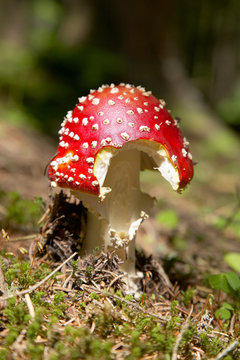 Fliegenpilz angeknabbert