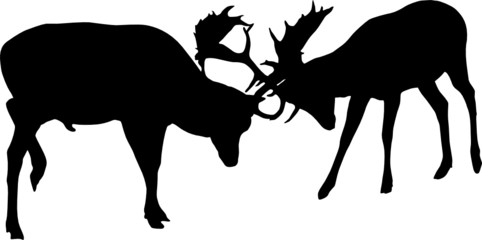 Fallow buck deer fighting one another