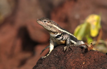 Galapagos Eidechse auf der Jagt