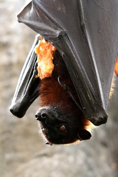 Large fruit bat or flying fox eating fruit