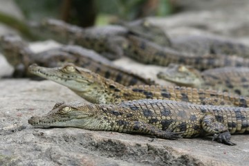 Young crocodiles basking on a rock