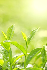 Fototapeta na wymiar Tea Leaf z plantacji w tle (rano)