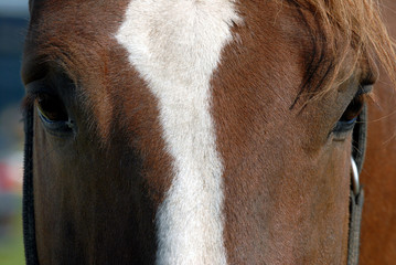 Regard de cheval