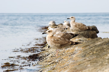 Some seagulls on stony sea coast