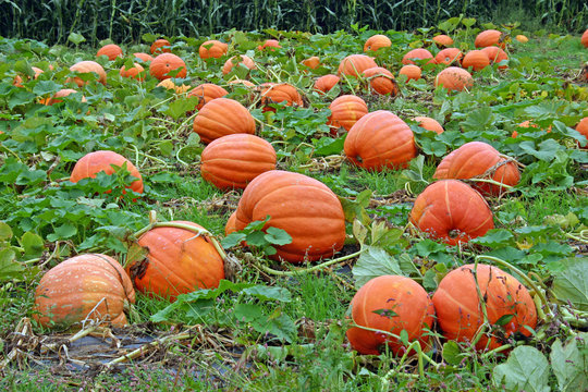 Pumpkins in a pumpkin patch in New York