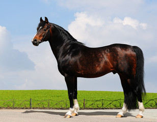 chestnut trakehner stallion - horse form