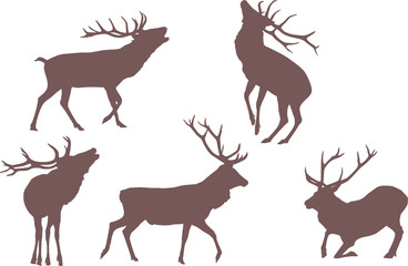 buck deer,  elements for designers - 9607796