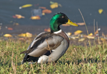 Grey drake on the bank of autumn lake