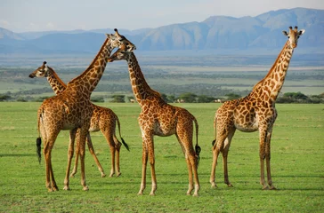 Crédence de cuisine en verre imprimé Girafe Troupeau de girafes dans la savane
