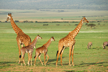 Giraffes herd with foals