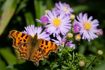 Obraz premium Tortoiseshell Butterfly