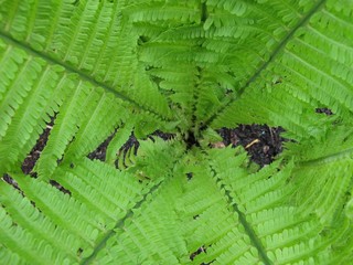 fougère