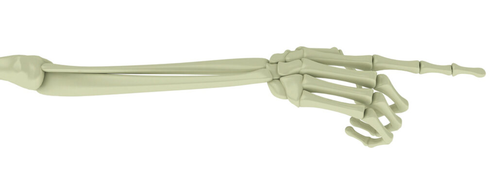 Skeleton Arm, Pointing