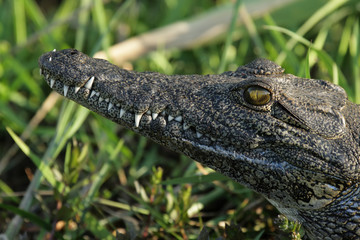 Krokodil im Okavango Delta, Botswana