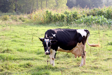 Cow on green field