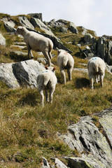 Schafe auf Berg