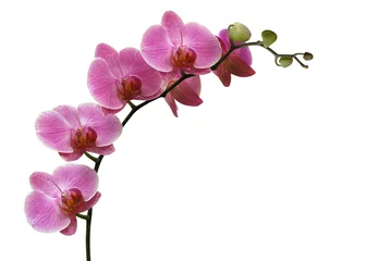 Fototapeten Orchidee © Marty Kropp