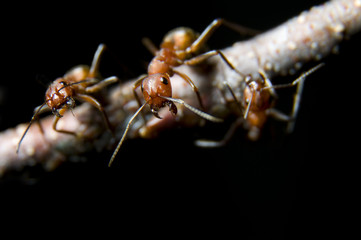 Ameisen Formicidae - Insektenangriff auf den Fotografen