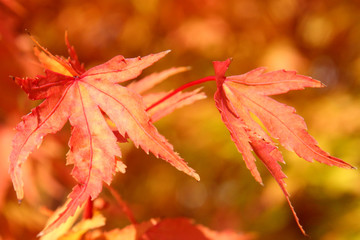 Red and gold autumn leaves changing color