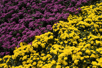 colourful flowers in park of city centre