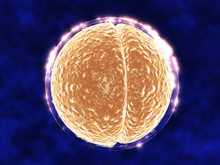 Cell Embryo Dividing Within Membrane with GLow