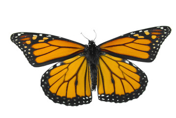 Fototapeta na wymiar Monarch butterfly isolated on a white background