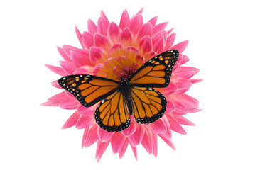 Monarch butterfly on top of a pink dahlia isolated on white
