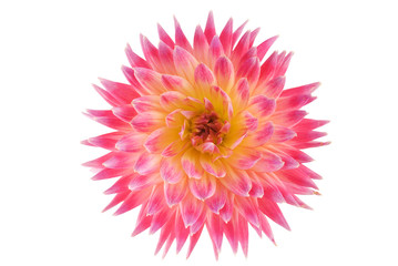 Pink and orange dahlia isolated on a white background
