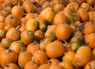 Large pile of pumpkins
