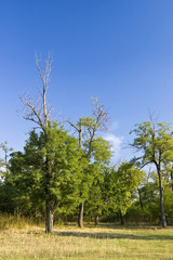 Fototapeta premium Half alive trees