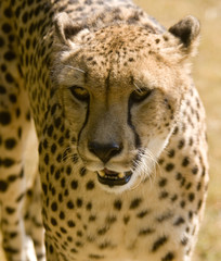 Cheetah