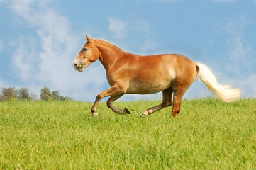 beautiful horse galloping through the field