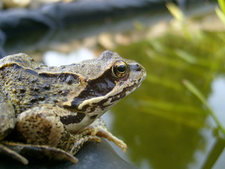 Froschteich