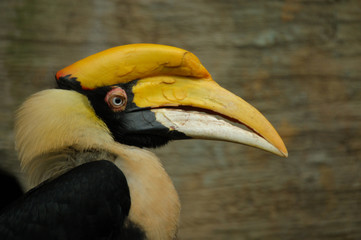 tropical bird