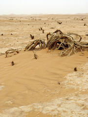 plante sèche dans le désert
