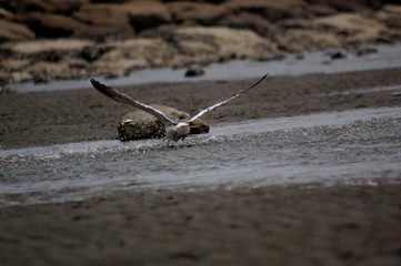 捕食中のカモメ