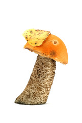 orange-cap boletus