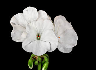 White geranium flowers isolated on black background