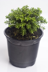 autumn plant in the pot isolated on white