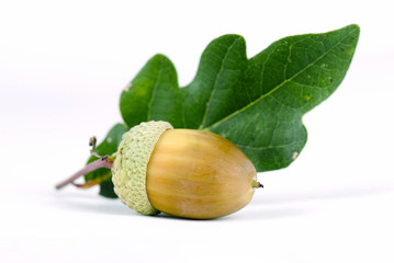 Acorn II © Barbro Bergfeldt