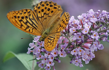 Schmetterling auf flieder1