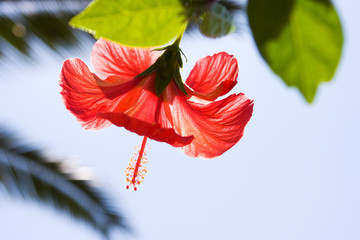 hibiscus - red tropical flower, close-up, low DOF